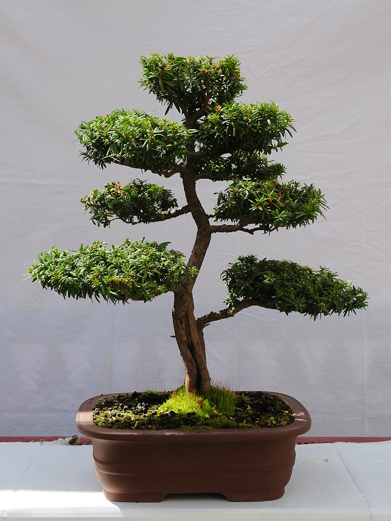 cắt tỉa cây xanh