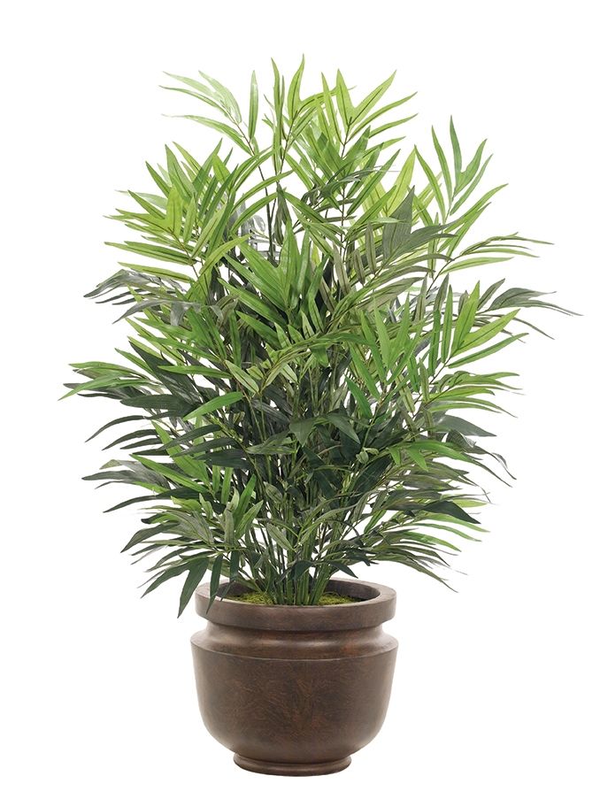 cây cảnh để bàn