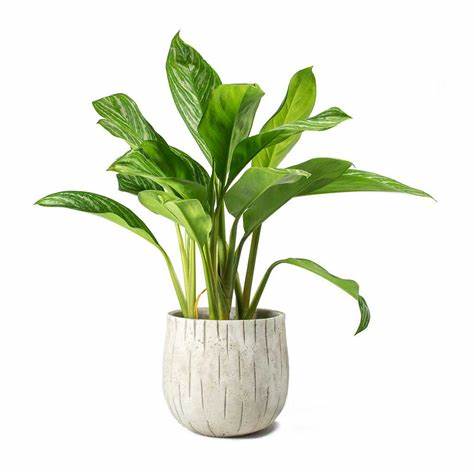 cây cảnh để bàn
