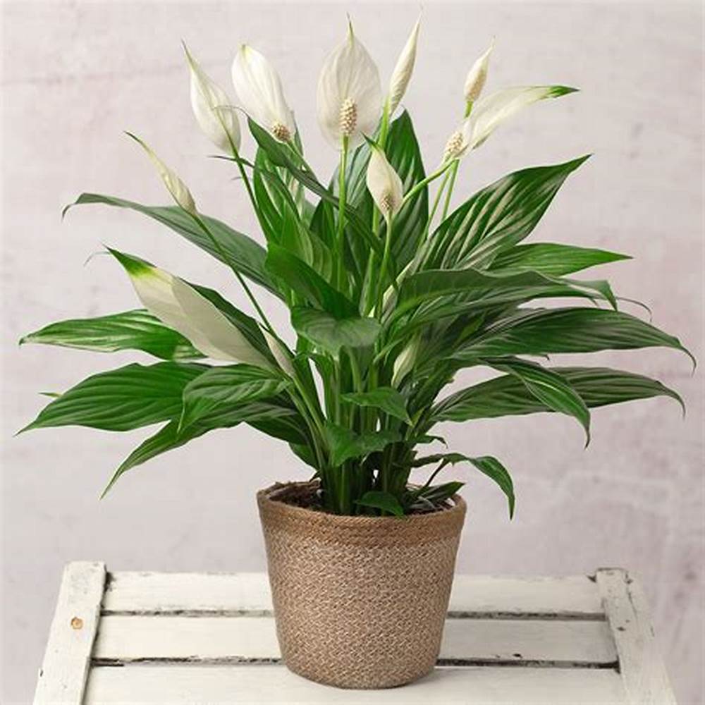 cây cảnh để bàn