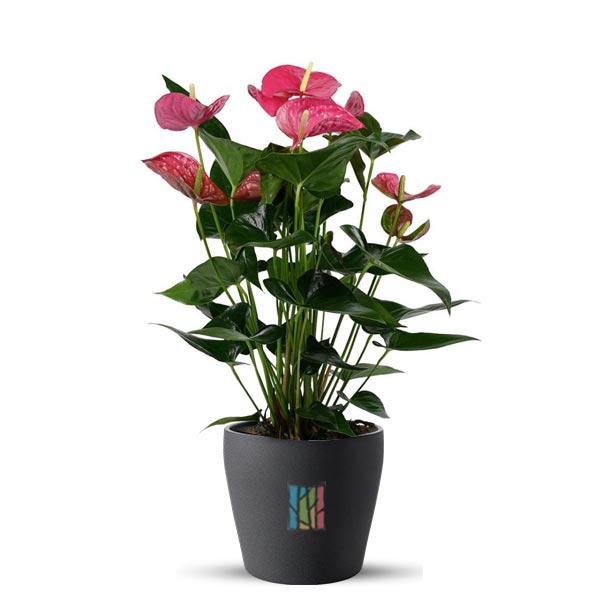 cây cảnh để bàn
