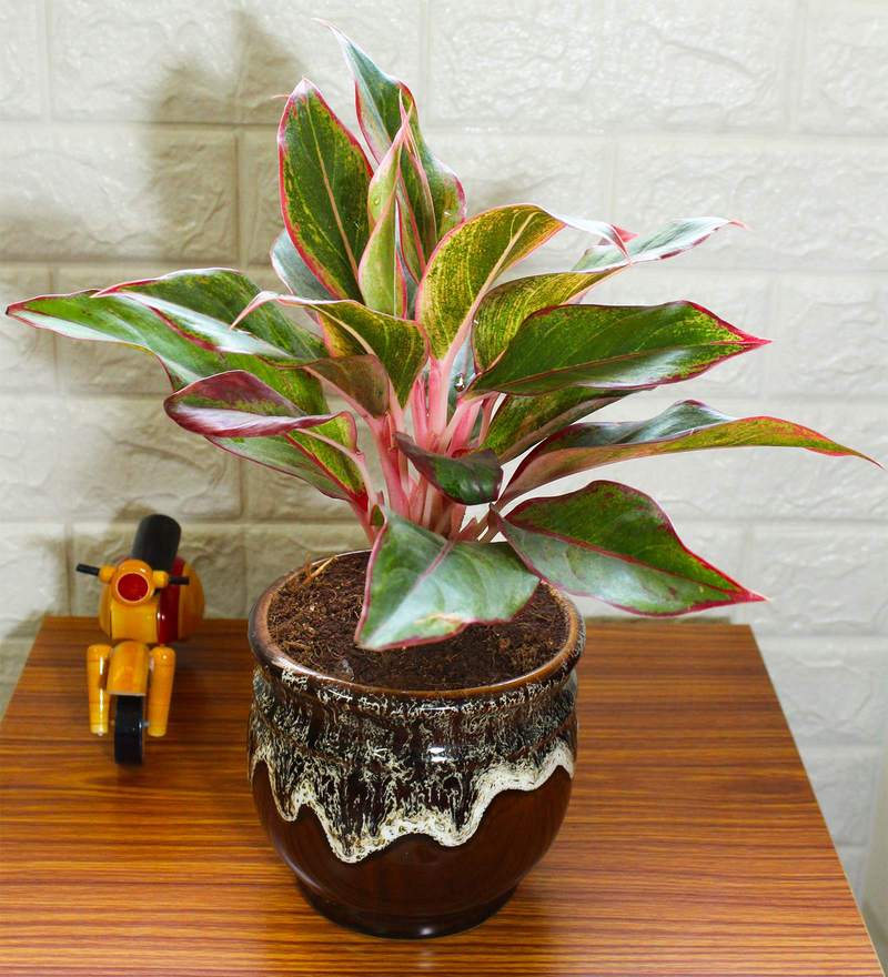 cây cảnh để bàn