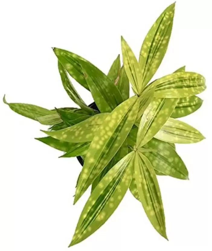 cây cảnh để bàn