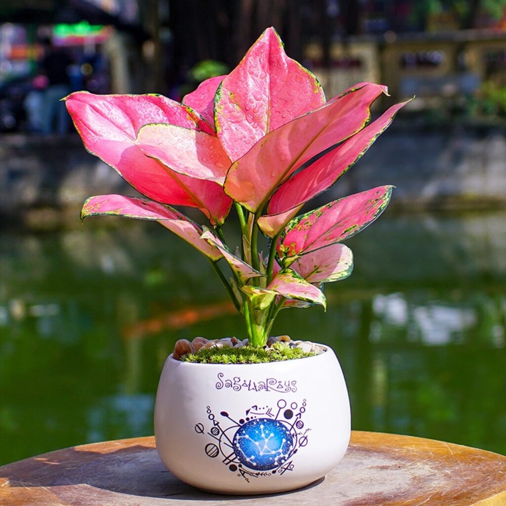 cây cảnh để bàn