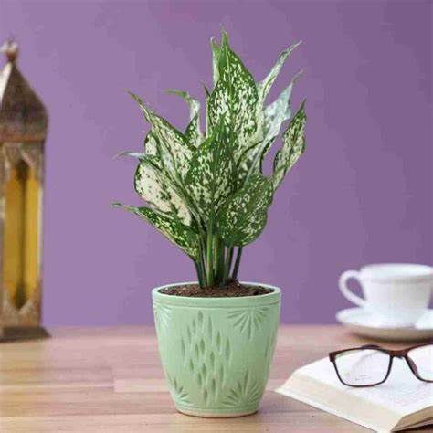 cây cảnh để bàn