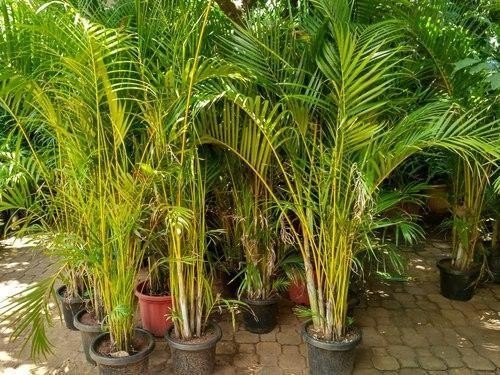 Cây cau cảnh Thái Lan