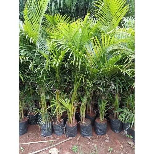 Cây cau cảnh Thái Lan