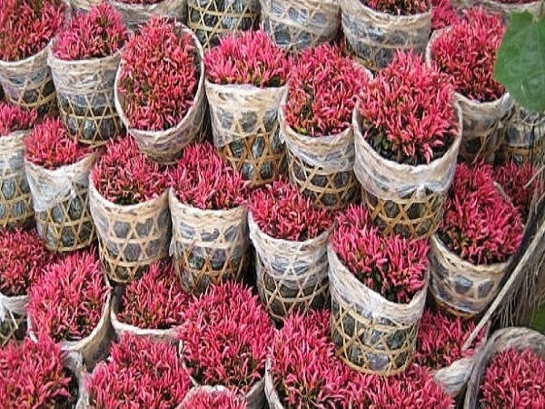 cây dền đỏ