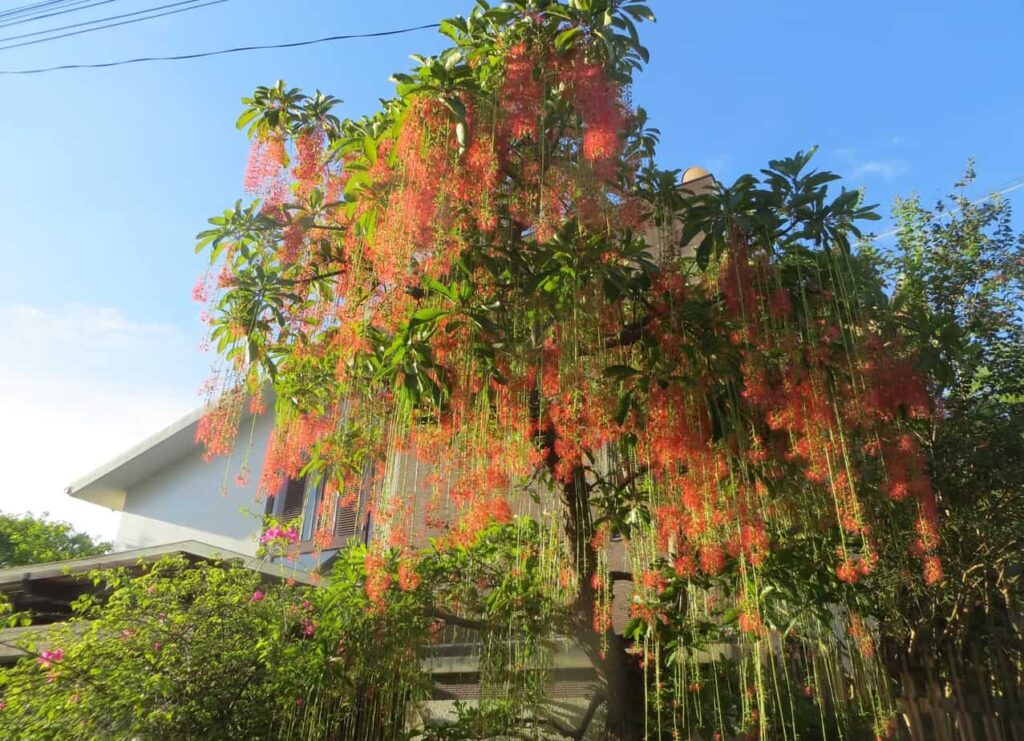 cây lộc vừng