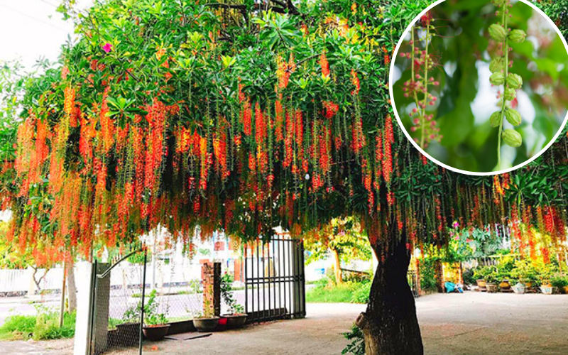 cây lộc vừng