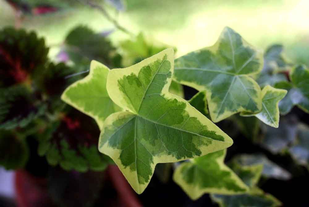 tuổi sửu hợp với cây gì