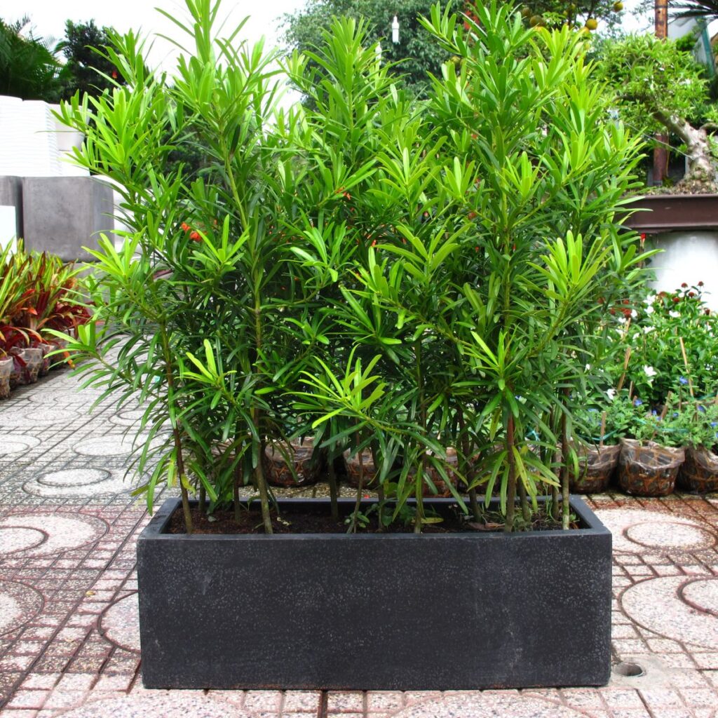 tuổi tuất hợp cây gì