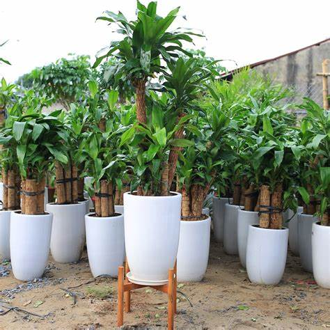 tuổi tỵ hợp với cây gì