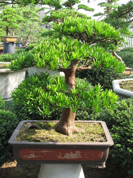 tùng kim cương