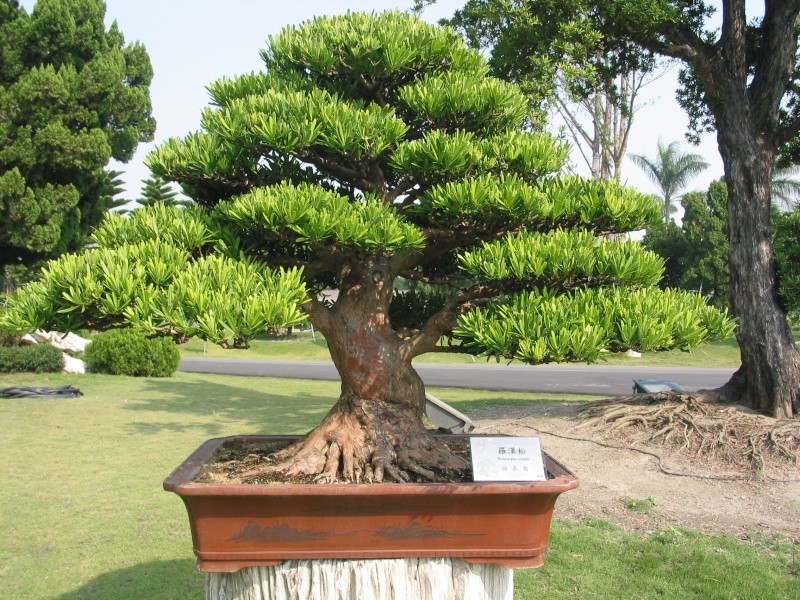 tùng kim cương