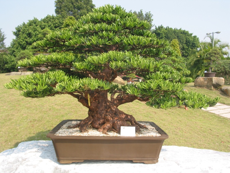 tùng kim cương
