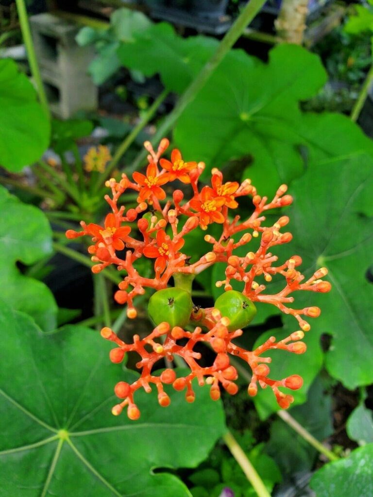cây ngô đồng