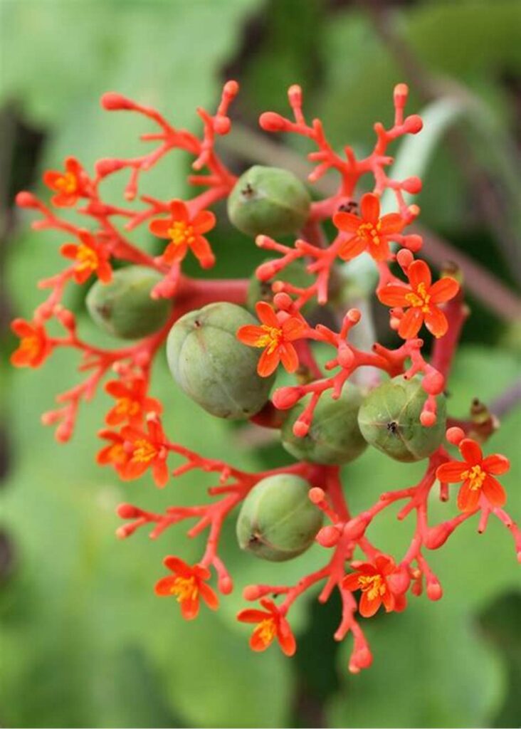 cây ngô đồng