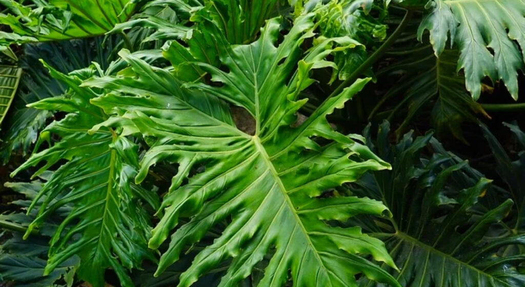 cây trầu bà thanh xuân