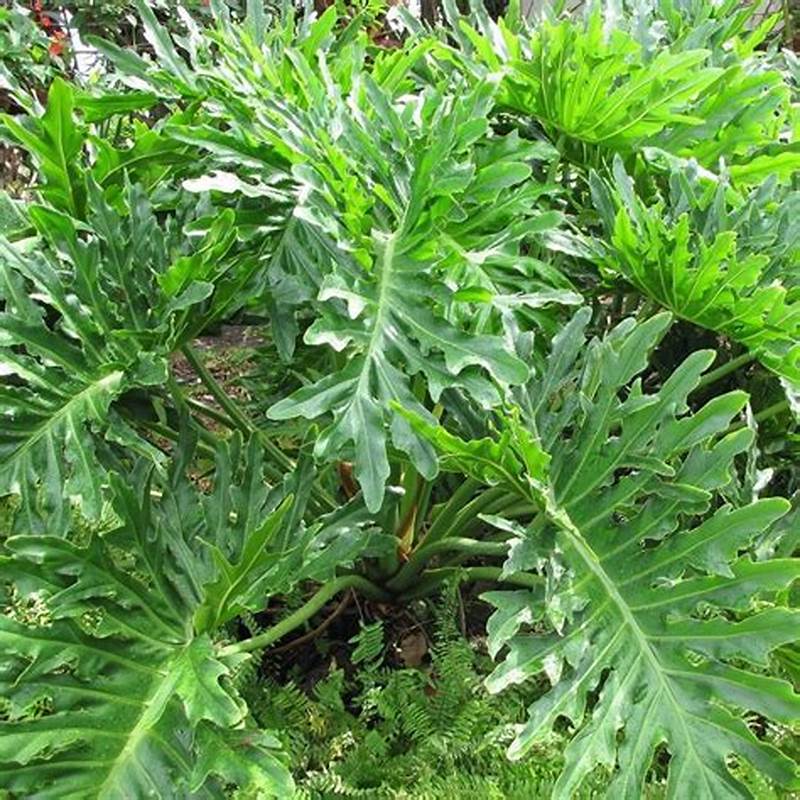 cây trầu bà thanh xuân
