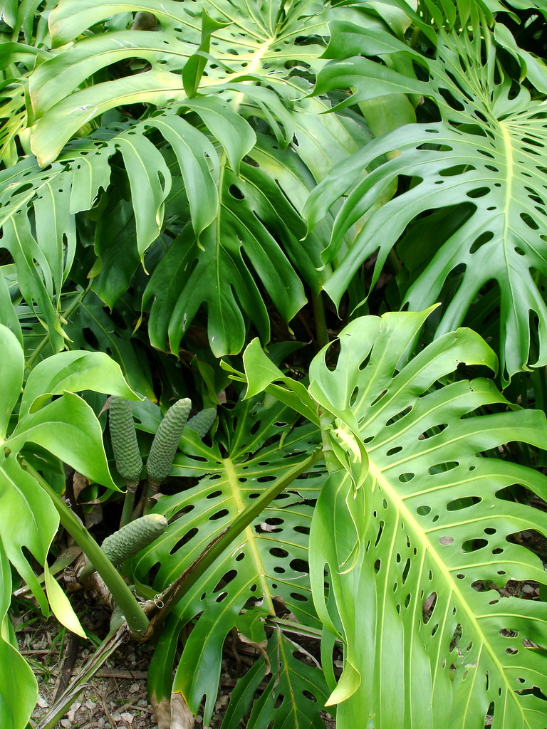 cây trầu bà thanh xuân