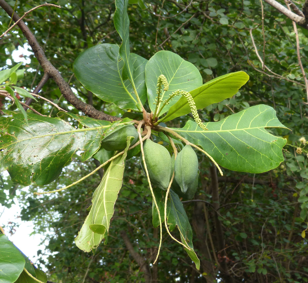 cây bàng