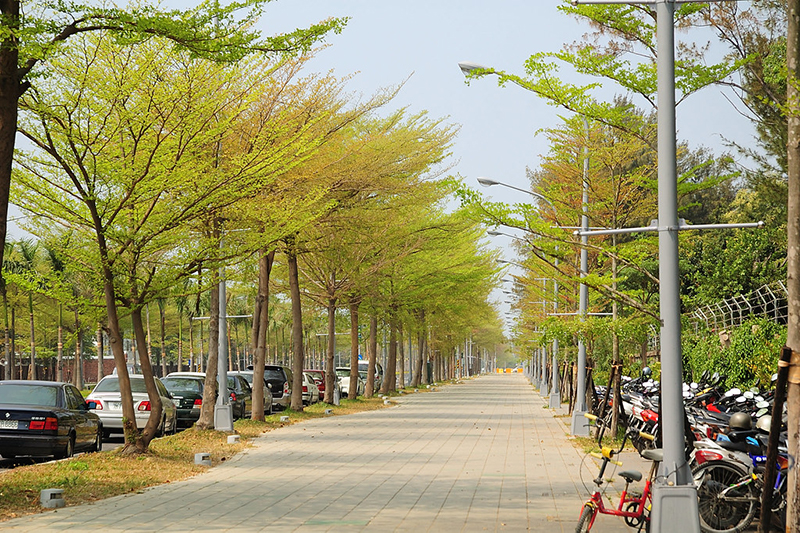 cây bàng