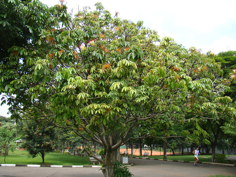 cây bàng