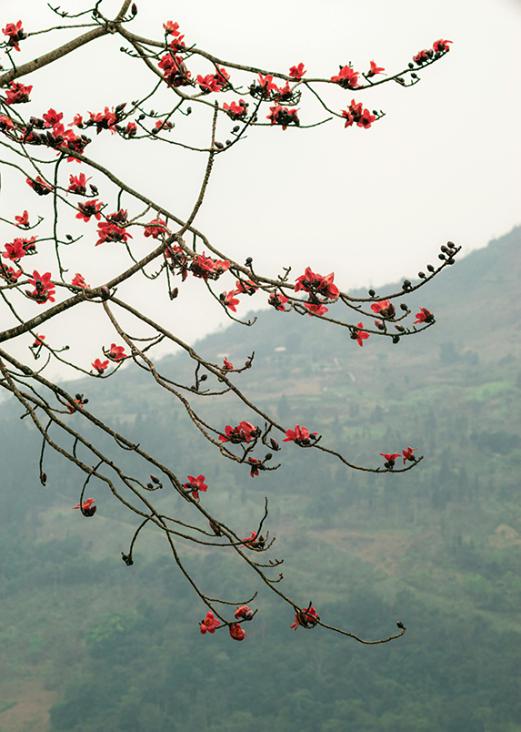 cây gạo
