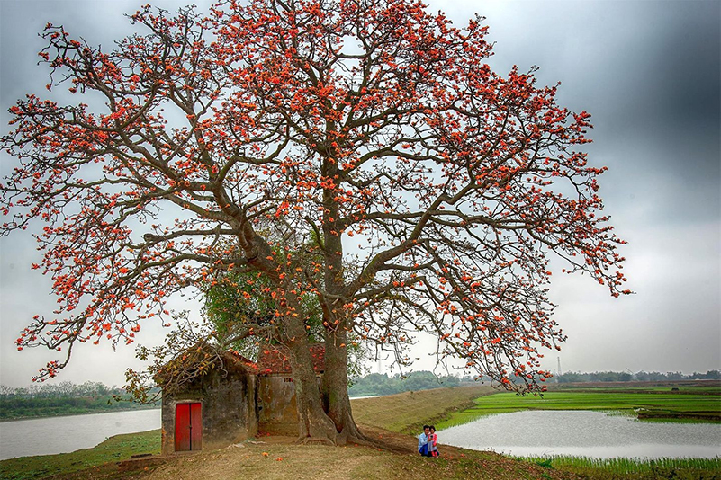 cây gạo