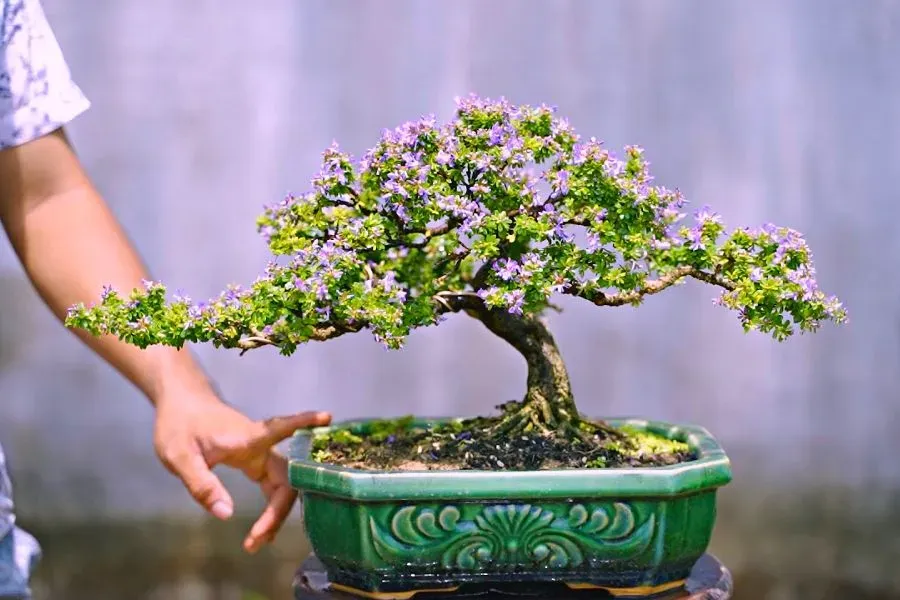 cây linh sam