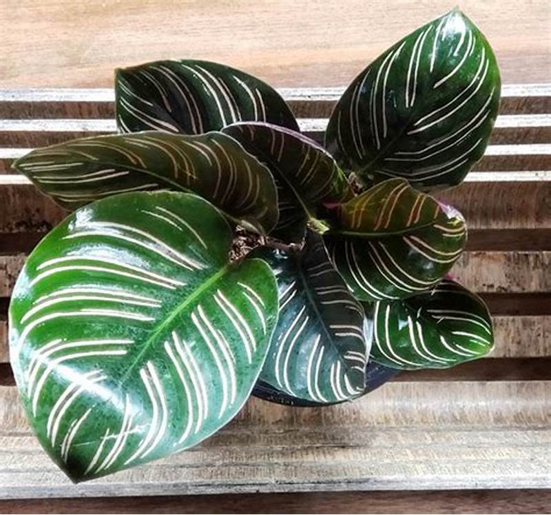 cây vạn lộc